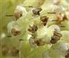  Male Flowers